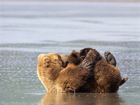 Sow With Cubs Lake Clark National Park Alaska Photos By Ron Niebrugge