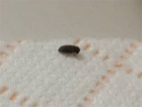 How To Get Rid Of Small Black Bugs In The Kitchen Naturally