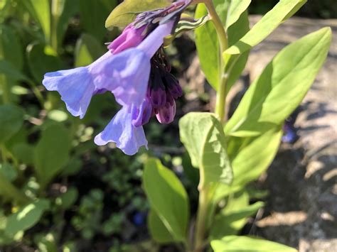 Wisconsin Wildflower Virginia Bluebells Spring Ephemeral