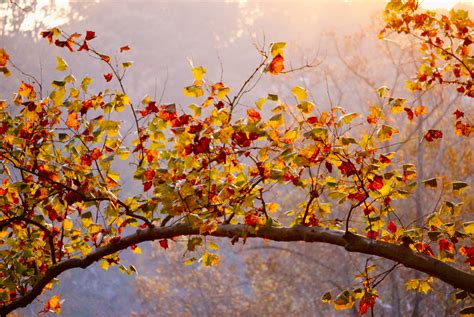 Wallpaper Sunlight Fall Leaves Branch Orange Blossom Dc Light
