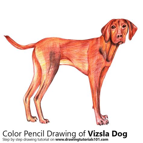 Cats dogs and an owl pencil drawings. Vizsla Dog Colored Pencils - Drawing Vizsla Dog with Color ...
