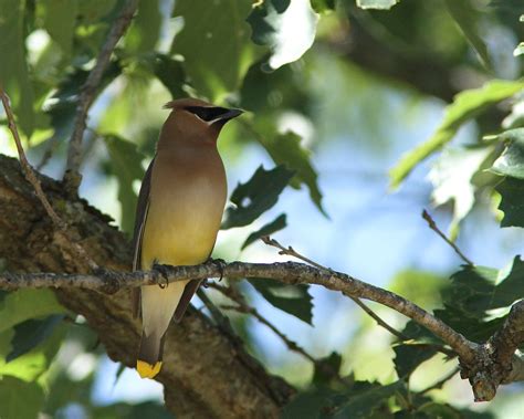 Cedar Wax Wing In Shade 1 Dan Getman Bird Photos Flickr