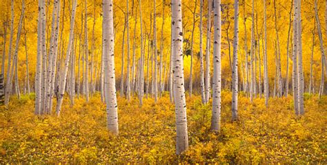 Autumn Aspen Tree Forest In The Rocky Mountains Co Stock Photo