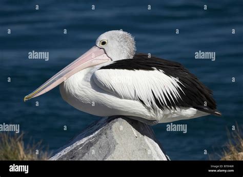 Australian Pelican Pelecanus Conspicillatus Blacksmiths Swansea Channel