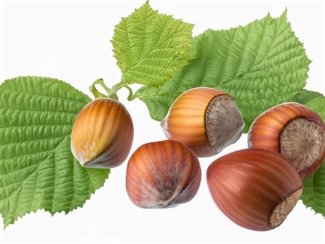 Premium Ai Image Group Of Hazelnuts With Green Leaf Isolated On White