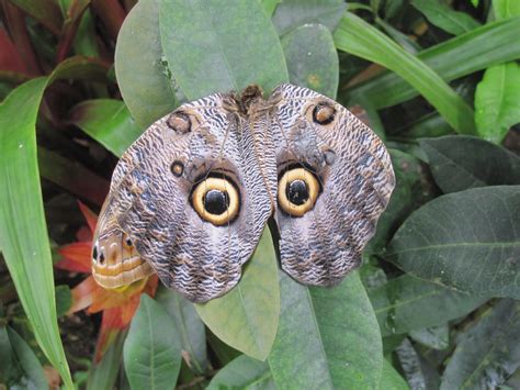 Owl Butterfly Owl Butterfly Butterfly Garden