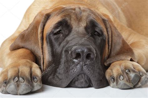English Mastiff Pup 5 Month Lying On A White Background Stock Photo