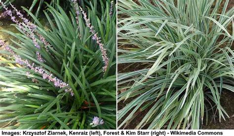 Monkey Grass Liriope Plant Care And Growing Guide 2023