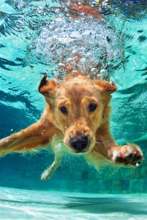 Underwater Funny Photo Of Golden Labrador Retriever Puppy In Swimming