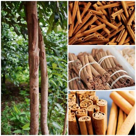 Guide How To Grow Cinnamon