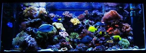 Photo 1 210 Gallon Reef Aquarium Majestic Angel 7