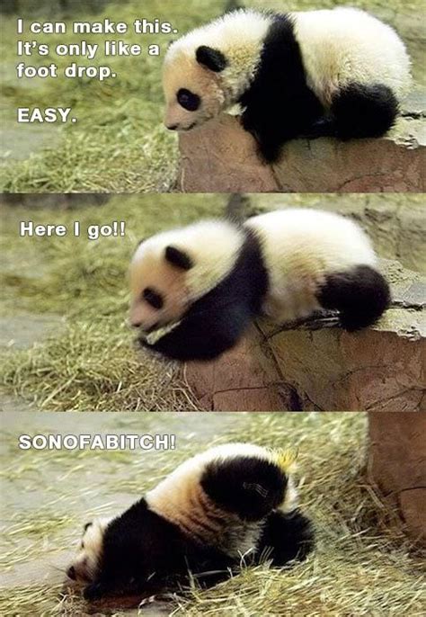 Panda Takes A Tumble Panda Funny Funny Animal Pictures Funny Animals