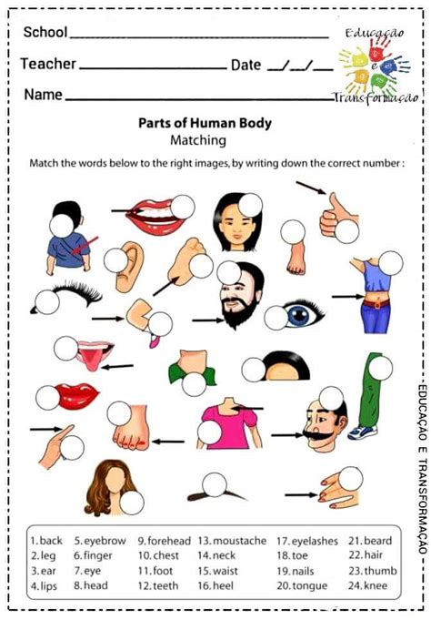Partes Do Corpo Humano Em Inglês Atividades