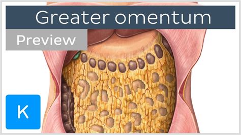 The lesser omentum is usually divided into these two connecting parts: Overview of the Greater Omentum (preview) - Human Anatomy ...