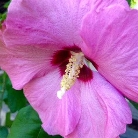 Several species are cultivated as ornamentals for their showy flowers, and a number are useful as fiber plants. Hibiscus syriacus 'Minerva' | Minerva Hardy Hibiscus ...