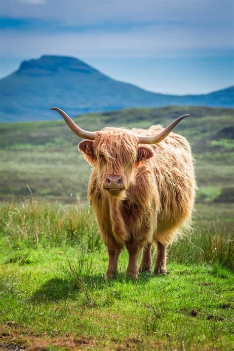 Grazing Highland Cow In Isle Of Skye In Scotland Stock Photo Image Of