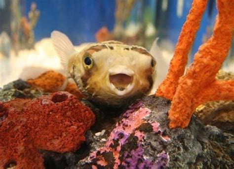 Gallery Of Smiling Adorable Baby Puffer Fish Cute Fish Cute Animals