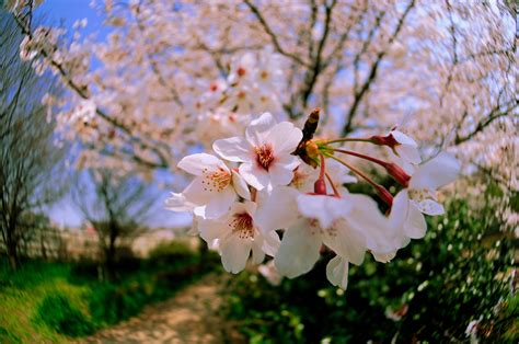 Best Time And Place To See Blooming Sakura In Korea - My Korea Trip