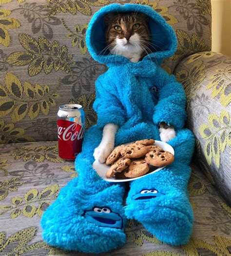 Meet Joey The Cookie Monster Onesie Wearing Cat Laptrinhx News