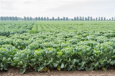 Uk Vegetable Supplies Severely Disrupted This Season Sector Warns