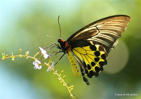 Photographic Wildlife Stories in UK/Hong Kong: Rare Swallowtail Butterflies