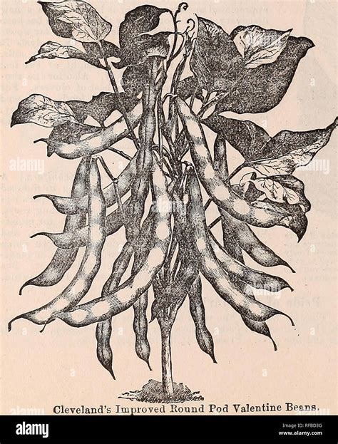 Catálogo 1891 W R Fuerte Compañía California Semillas árboles
