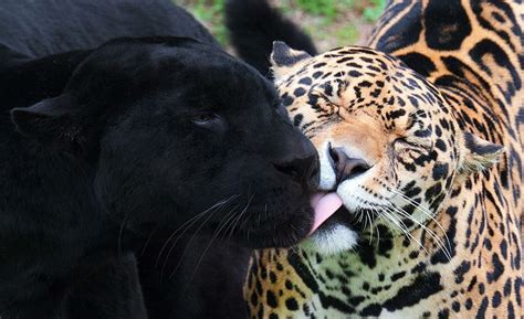 Hd Wallpaper Black Wild Cat Puma Jaguar Animal Panter Wallpaper Flare