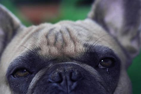 Adorable French Bulldog Face Stock Photo Image Of Ears Domestic