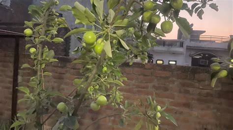 Apple Plant In My Garden हमारे गार्डन में सेब का पौधा आ गया Youtube