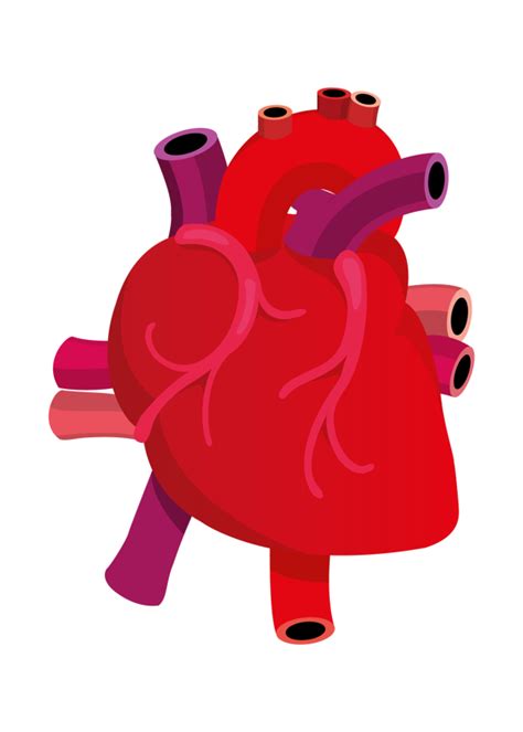 Cartoon Real Heart Body Anatomy Veins Blood Arteries Vessels Heart