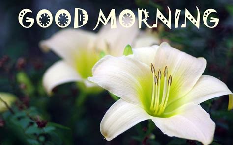 Don't forget to share these images on. Good Morning With Lily Flower