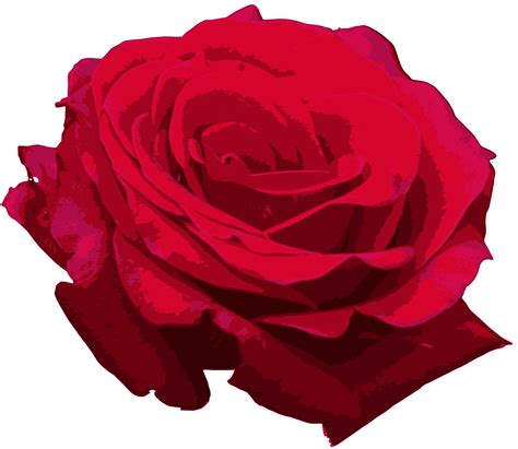 Red Rose Png Image Transparent