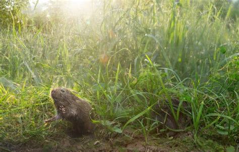 For Prairie Voles A Furry Shoulder To Cry On The New York Times