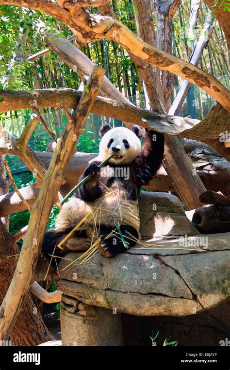 Giant Panda Eating Bamboo In The San Diego Zoo Balboa Park San Diego