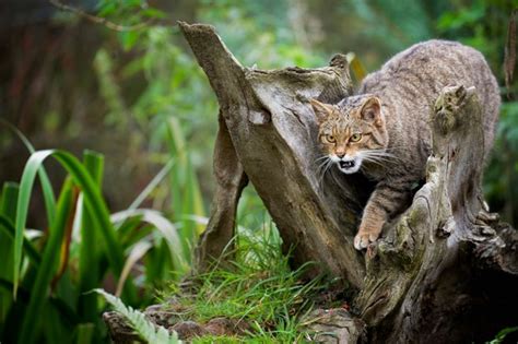 Scottish Wildcat Guide Bbc Wildlife Magazine Discover Wildlife