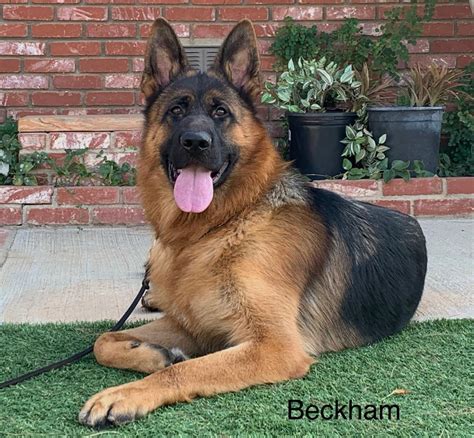Adult German Shepherds For Sale High End Purebred And Imported German Shepherds