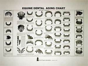 Equine Dental Aging Chart Equine Dental Instruments