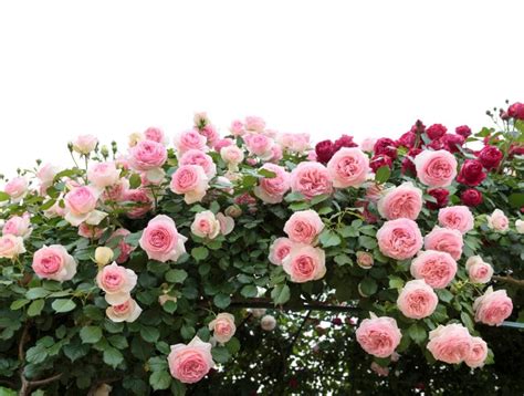 Do Climbing Roses Grow In Shade Leontine Gervais Rose