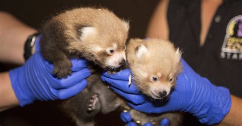 Cute Alert 2 Red Panda Cubs Born At Denver Zoo