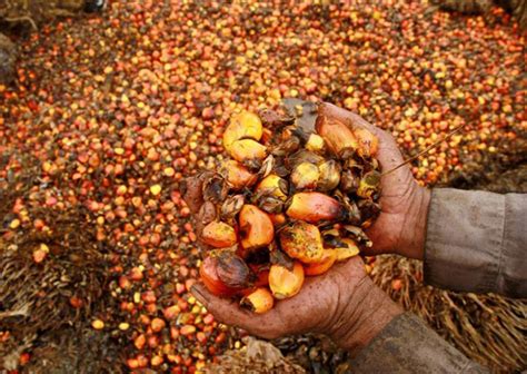 A wide variety of sarawak palm oil options are available to you M'sia, Indonesia resolve to counter latest threat to palm ...