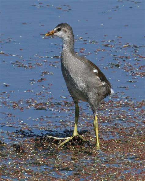 Common Gallinule Juvenile 8174v Birdspix