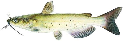 The agency became known as the kansas fish and game commission.6 finally in 1987, governor mike hayden signed an executive order merging the state park and resources authority and the kansas fish and game commission to form the kansas department of wildlife and parks.5 on. CHANNEL CATFISH / Fish Species / Fishing / KDWPT - KDWPT