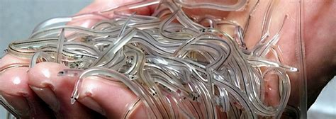 Fake For Years Japan Pretends Chinese Eels As Domestically Produced In Japan And Once Fed