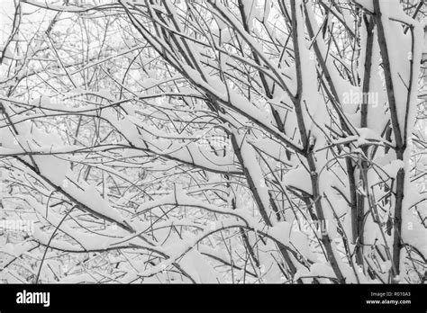 Black And White Winter Background Of Snow Covered Tree Branches Stock