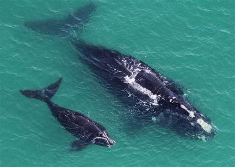Southern Right Whale Calf Wounding By Kelp Gulls Increased To Nearly