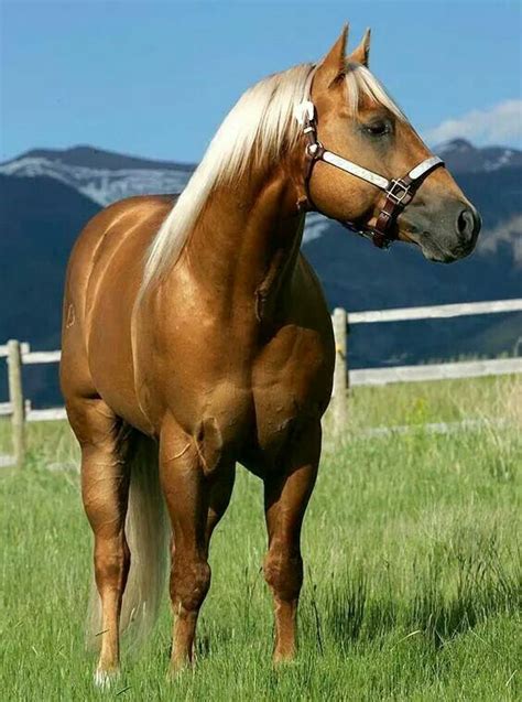 Palomino Aqha Stallion Horses Horse Breeds Quarter Horse