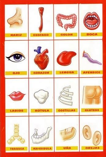 Lengua De Signos Española Mi Cuerpo En Imágenes
