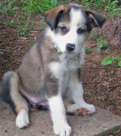 Border Collie Husky Mix Puppies For Sale Near Me Online