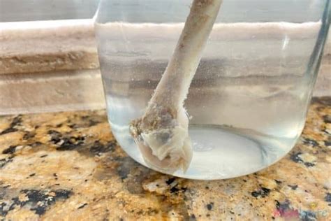 Bone In Vinegar Science Experiment Mombrite