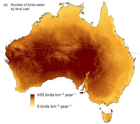 Cats Kill More Than A Million Australian Birds A Day According To A